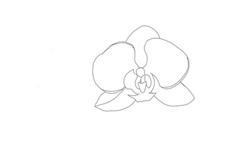 easter bunny with eggs