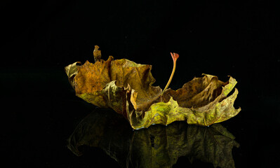 Leaf of sycamore tree (Platanus occidentalis) floating on pond at night after falling from tree in autumn.