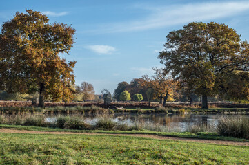November colour Bushy Park