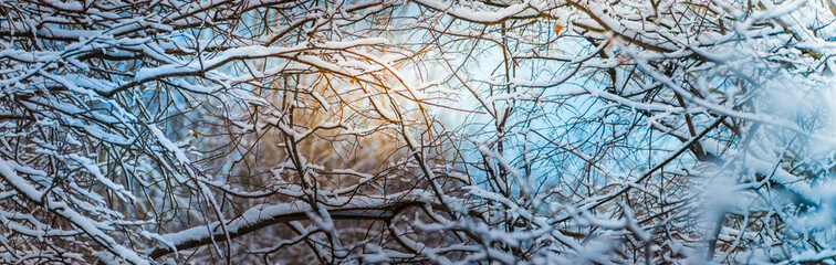 Obraz premium Winter panoramic scenery with snowy branches and sun. Frozen tree branches in winter forest