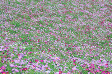 コスモス畑