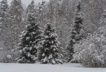 Three snowy fir trees by the snowy white forest on cloudy winter day during snowfall