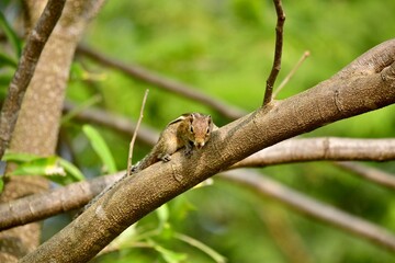 squirrel on a tree