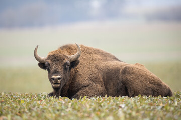 European bison - Bison bonasus in the Knyszyn Forest (Poland) © szczepank