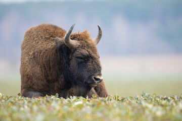 European bison - Bison bonasus in the Knyszyn Forest (Poland) © szczepank