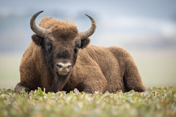 European bison - Bison bonasus in the Knyszyn Forest (Poland) © szczepank