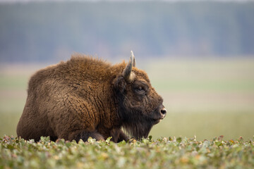 European bison - Bison bonasus in the Knyszyn Forest (Poland) © szczepank