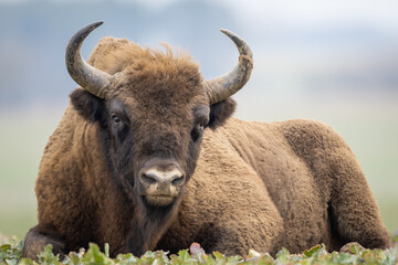European bison - Bison bonasus in the Knyszyn Forest (Poland) © szczepank