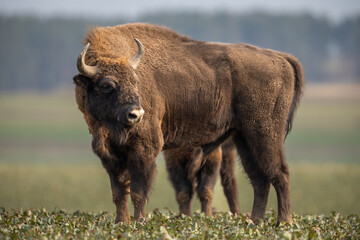 European bison - Bison bonasus in the Knyszyn Forest (Poland) © szczepank