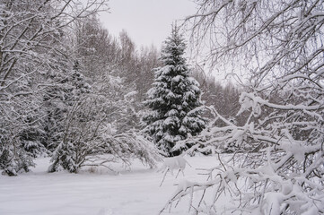 Snowy fir tree in the forest during snowfall. Bushes covered with the snow in the foreground