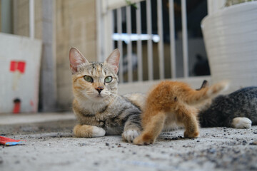 Fototapeta premium portrait of a street cat