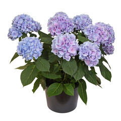 Hortensia bleu en pot	