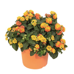 Lantana orange et jaune en pot	