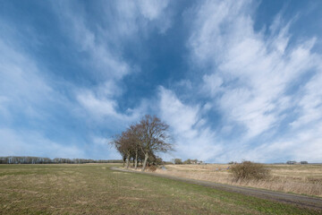 Obraz premium Nature on te former island of Schokland, Noordoostpolder, Flevoland province, The Netherlnds