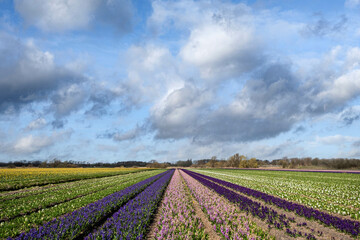 Fototapeta na wymiar Flower fields in the Bollenstreek, Zuid-Holland Province, The Netherlands