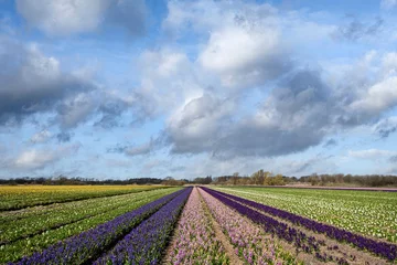 Tuinposter Flower fields in the Bollenstreek, Zuid-Holland Province, The Netherlands © Holland-PhotostockNL