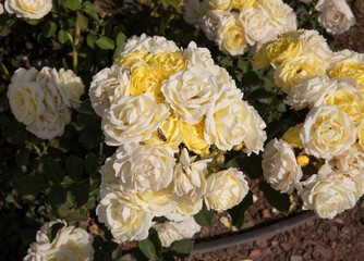Flowering roses background. Closeup view of Rosa Comtesse du Barry flower cluster of white and yellow petals, spring blooming in the garden.