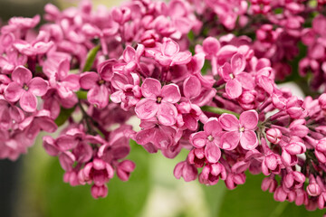 Fototapeta na wymiar Spring landscape. Blooming lilac close-up. Branches of beautiful lilac flowers. Bright spring background with lilac.Lilac flowers