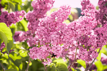 Spring landscape. Blooming lilac close-up. Branches of beautiful lilac flowers. Bright spring background with lilac.Lilac flowers