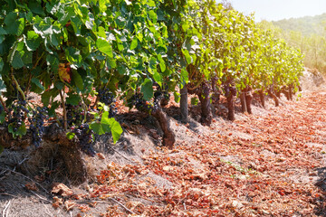 Ribeira Sacra vineyard with red grapes. Sil Canyon.