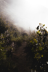 mist path hike