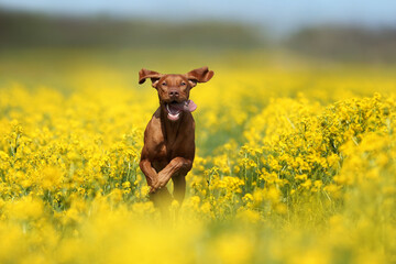 A beautiful Hungarian Vizsla dog runs across a field with flowers