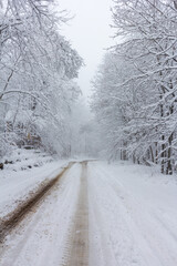 Obraz premium Winter, the first snowfall in the nature park, fluffy snow enveloped everything in a white blanket, snowflakes floating in the air.