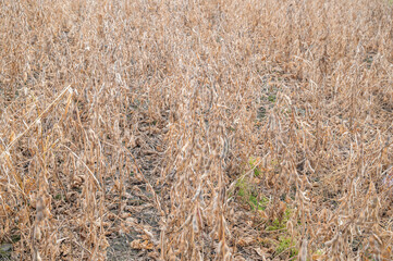 収穫前の大豆畑