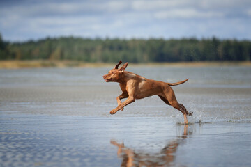 A beautiful dog vizsla runs on the water