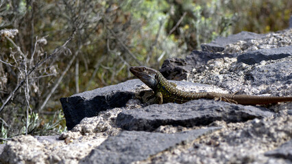 Lizard 2