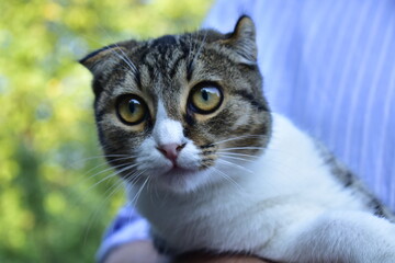 Obraz premium portrait of a young cat in the arms of a man