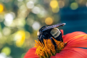 black and yellow bee on red flower