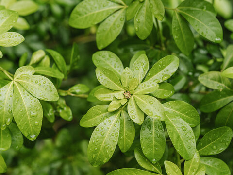 Green leaves on branches of plant covered with drops