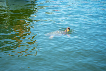 Loggerhead sea turtle, Caretta caretta in Dalyan River, Mediterranean Sea, Turkey, in Mugla Province located between the districts of Marmaris and Fethiye on the south-west coast of Turkey