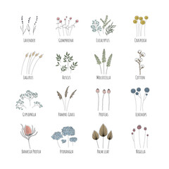 A set for creating bouquets of dried flowers: Lavender, Gomphrene, Eucalyptus, Craspedia, Lagurus, Ruscus, Cotton, Gypsophila, Pampas, Protea, Echinops, Banksia, Hydrangea. Editable string.