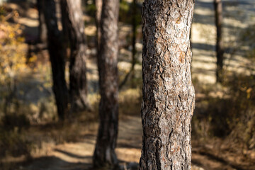 Tree trunks in pine forest 
