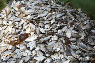 a lot of fish