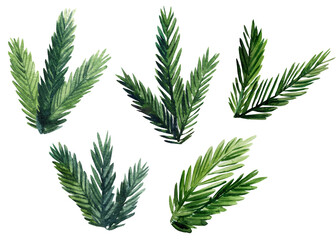 set of spruce branches, drawing watercolors on a white background - obrazy, fototapety, plakaty