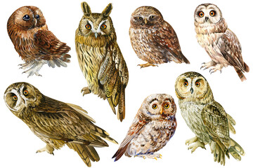 Fototapeta premium Set owl, birds on an isolated white background, watercolor drawing.