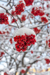 Winter frozen red rowan berries under the first snow, vertical frame. The snowfall covered the trees with snow. Trees in the snow. First snow. Wonderful winter.