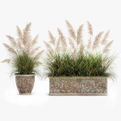  pampas grass in classic flowerpot isolated on white background