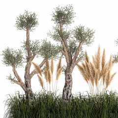 Plants for outdoor and landscaping isolated on white background