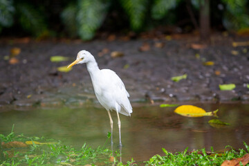 great white heron