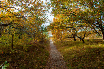 Fototapeta premium path through autumn landscape