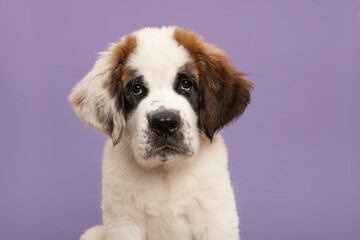 Saint Bernard puppy dog portrait looking at the camera, on a purple background