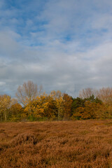 Fototapeta na wymiar Autumn landscape with heather and colourful trees