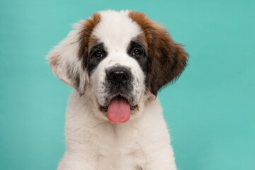 Saint Bernard puppy dog portrait looking at the camera, on a blue background with its tongue sticking out © Elles Rijsdijk