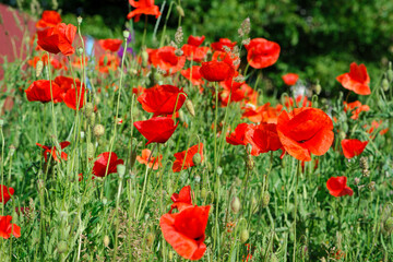 Fototapeta na wymiar red poppy flowers on a green background. large beautiful blooming poppies in the green grass in the rays of a summer sunset. poppies in the field close-up, bokeh, blurred background