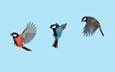 Fototapeta premium birds in flight