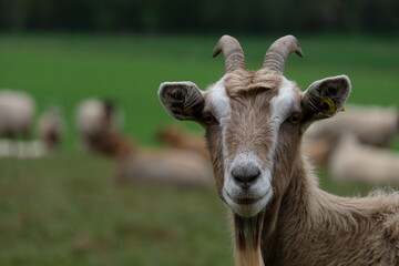 Auge in Auge mit einer Ziege